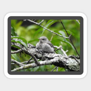 Juvenile Northern Mockingbird Sticker